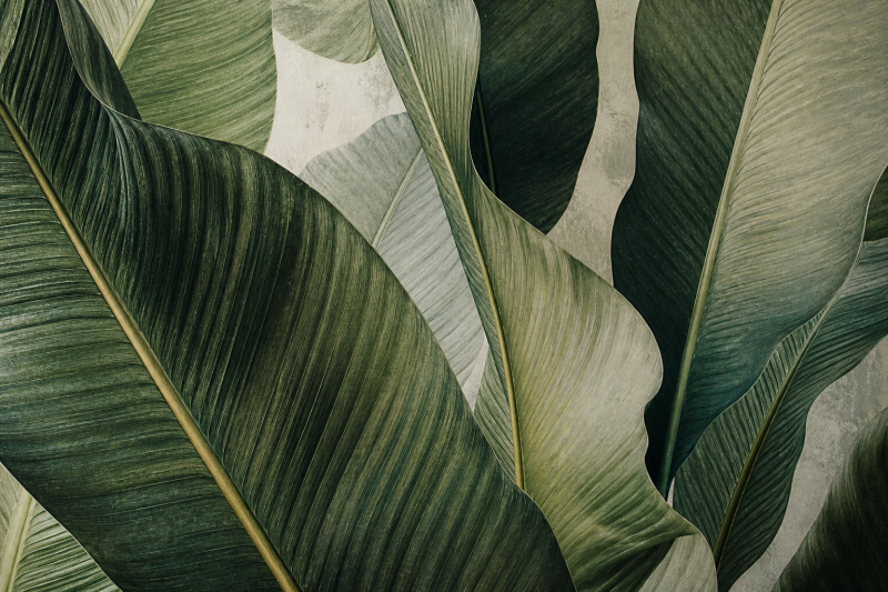 Botanical mural wallpaper detail