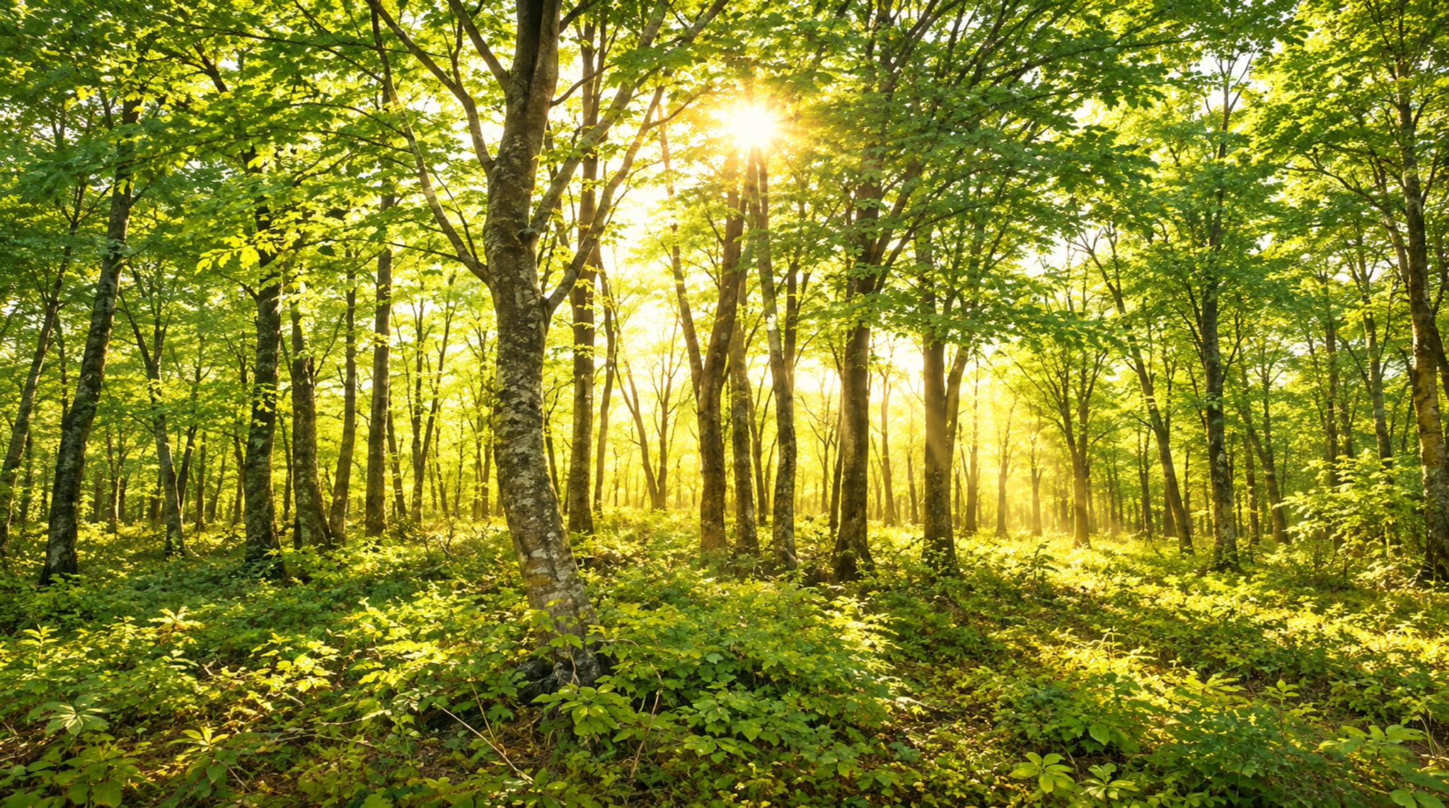 Gold Woodland Trees Wallpaper Mural Main